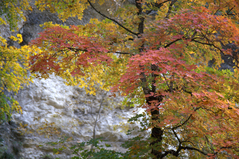 Lost Maples State Park is one of the few places in Texas where visitors can spot the changing colors of fall foliage.